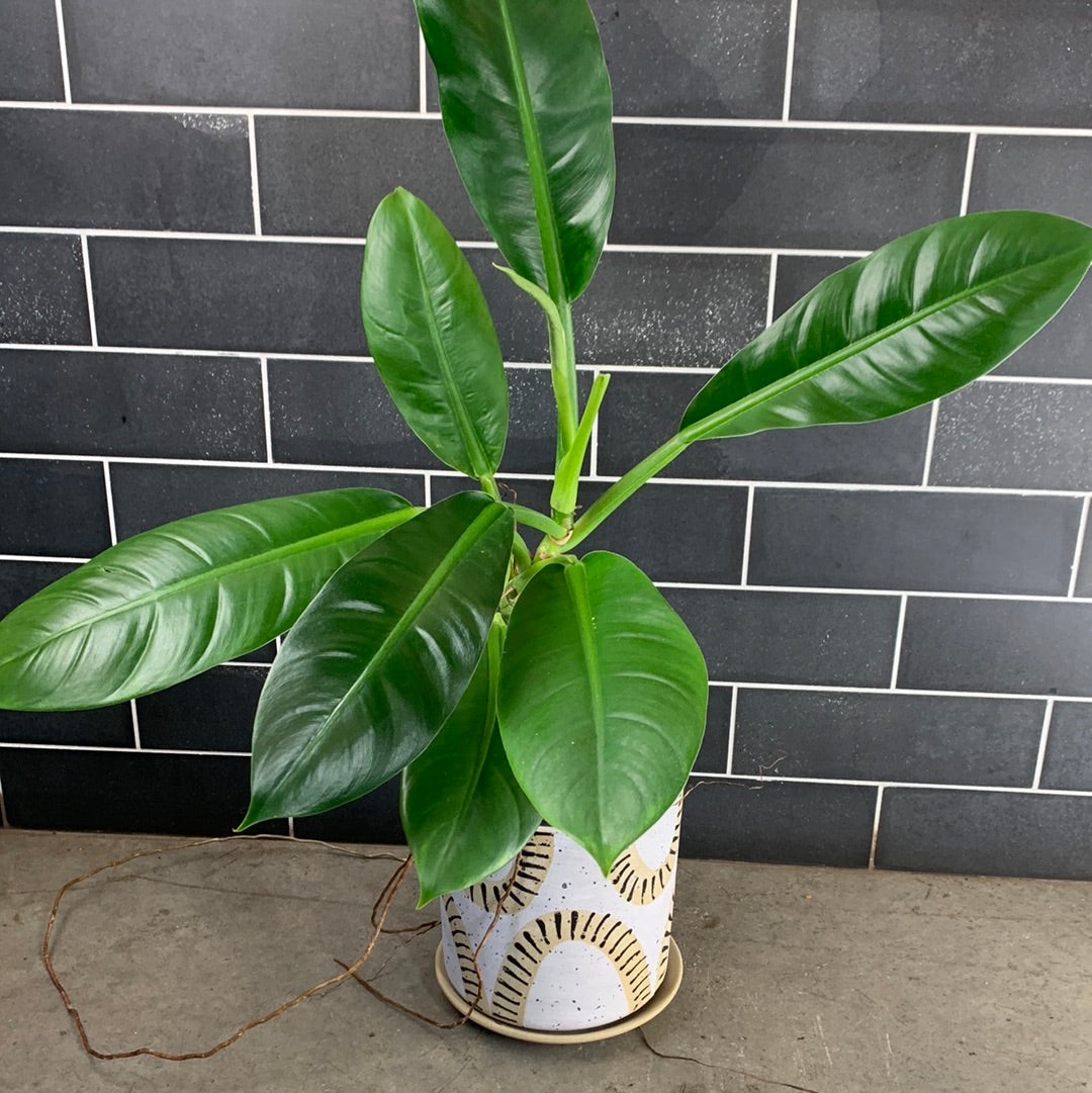 Philodendron on sale Linnaei