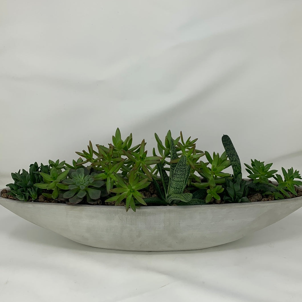 Succulent Boat